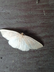Lepidoptera