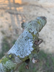 Heterodermia albicans