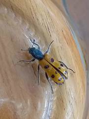 Trichodes octopunctatus