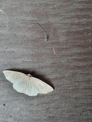 Lepidoptera