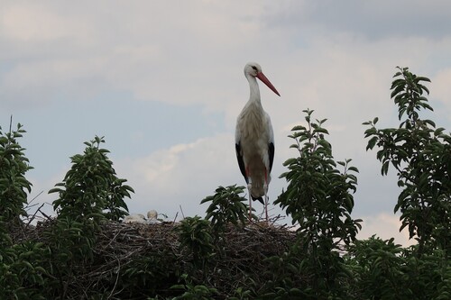iNaturalist image