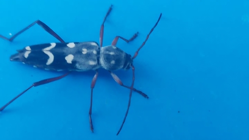 Isotomus speciosus