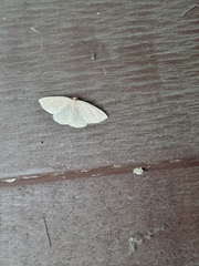 Lepidoptera
