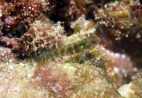Eviota prasina observed 2026-07-15