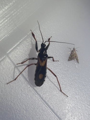 Rasahus biguttatus