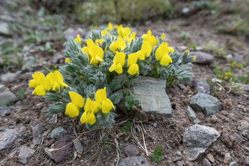 Thermopsis smithiana, photograph 5