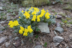 Thermopsis smithiana, photograph Morten Ross, CC BY, iNaturalist via GBIF