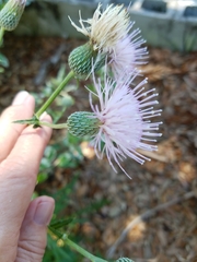 Cirsium nuttalii image