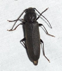 Arhopalus rusticus obsoletus