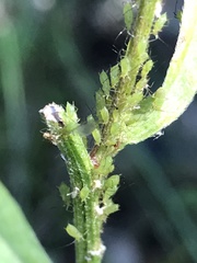 Uroleucon erigeronense