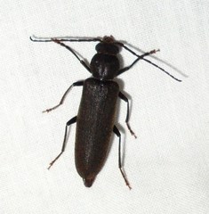 Arhopalus rusticus obsoletus