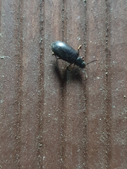 Luprops orientalis