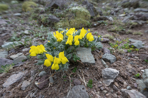 Thermopsis smithiana, photograph 6