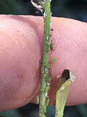 Uroleucon erigeronense