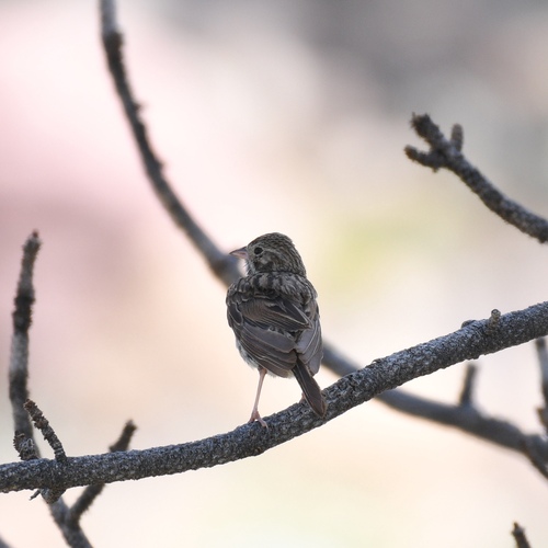 Pooecetes gramineus