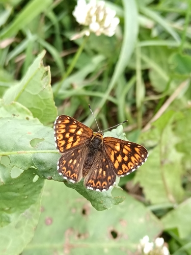 Duke of Burgundy