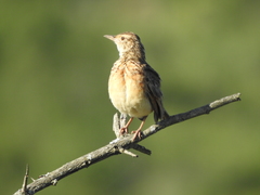 Mirafra rufocinnamomea