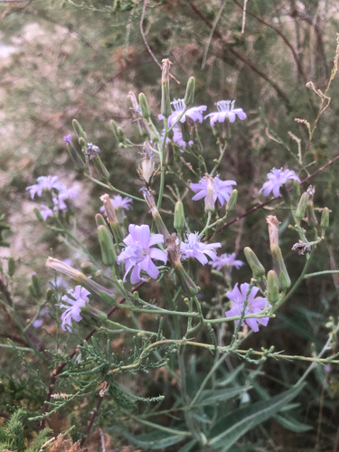 tatarian blue lettuce