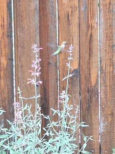 Broad-tailed Hummingbird