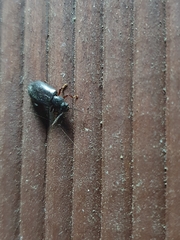 Luprops orientalis