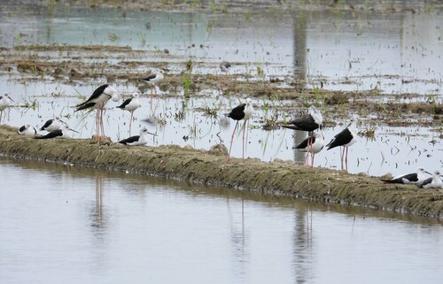 iNaturalist: (c) garlice99, some rights reserved (CC BY-NC), uploaded by garlice99 iNaturalist image