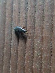 Luprops orientalis