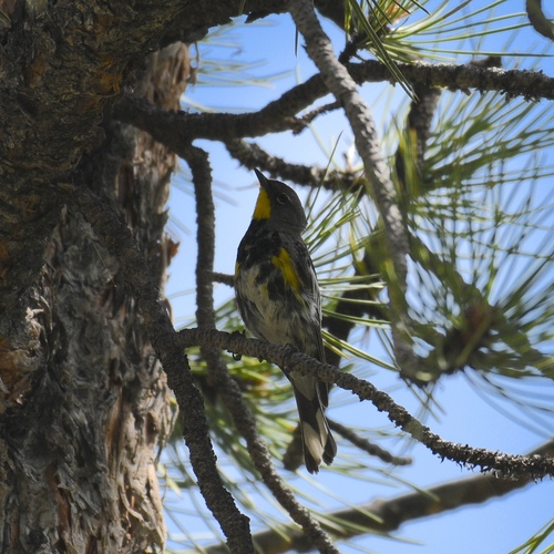 Setophaga coronata auduboni