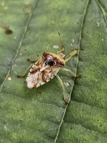 Parent Bug