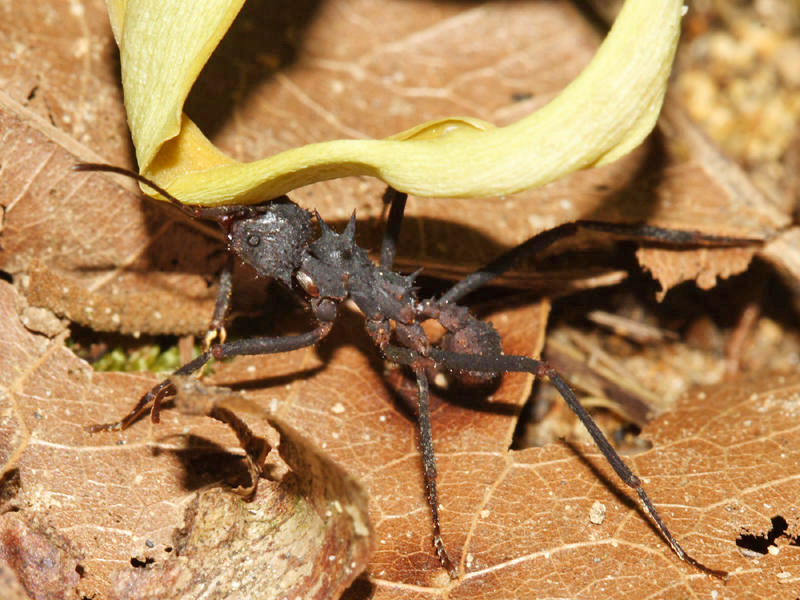 🍃 El increíble proceso de las hormigas cortadoras de hojas- Acromyrmex  octospinosus leafcutter ants 