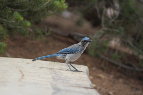 Woodhouse's Scrub-Jay