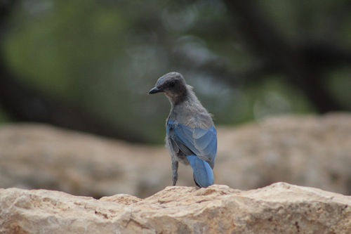 Woodhouse's Scrub-Jay