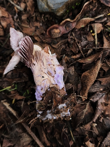 Blewit