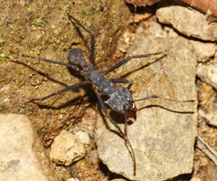 Acromyrmex volcanus