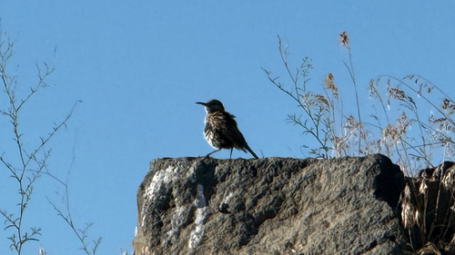 Western Meadowlark