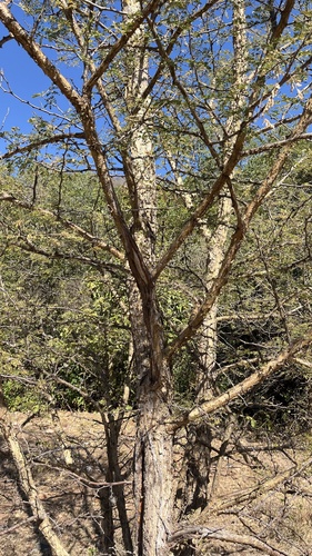 Senegalia galpinii