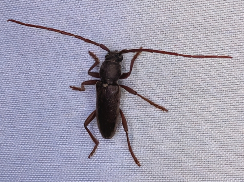 Anelaphus moestus