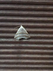 Colobochyla salicalis
