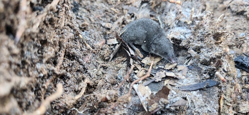 North American Least Shrew observed by jsmurley