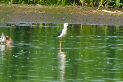 iNaturalist image