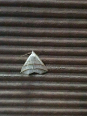 Colobochyla salicalis