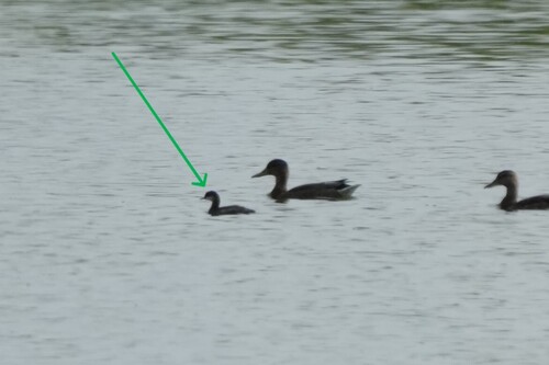 iNaturalist image