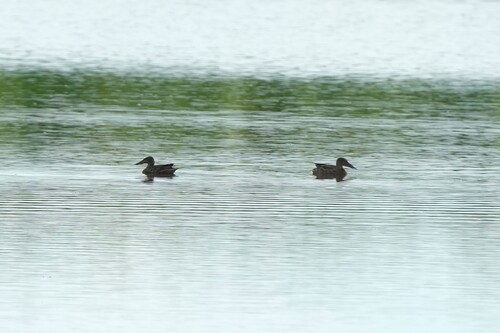 iNaturalist: (c) Дмитрий, some rights reserved (CC BY-NC), uploaded by Дмитрий iNaturalist image