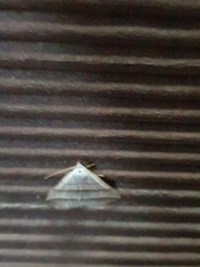Colobochyla salicalis