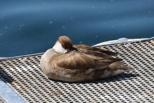 iNaturalist image