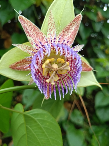 Passiflora maliformis observed 2026-07-26