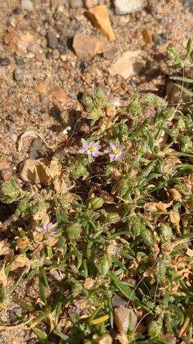 Lesser Sea-spurrey