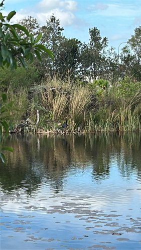 iNaturalist image
