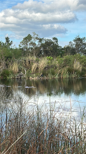 iNaturalist image