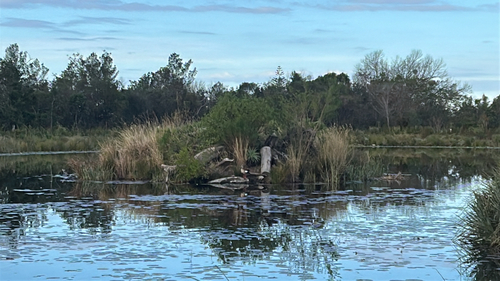 iNaturalist image