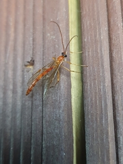 Ophioninae